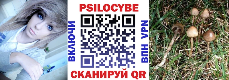 Галлюциногенные грибы Psilocybe  Ленинск-Кузнецкий 